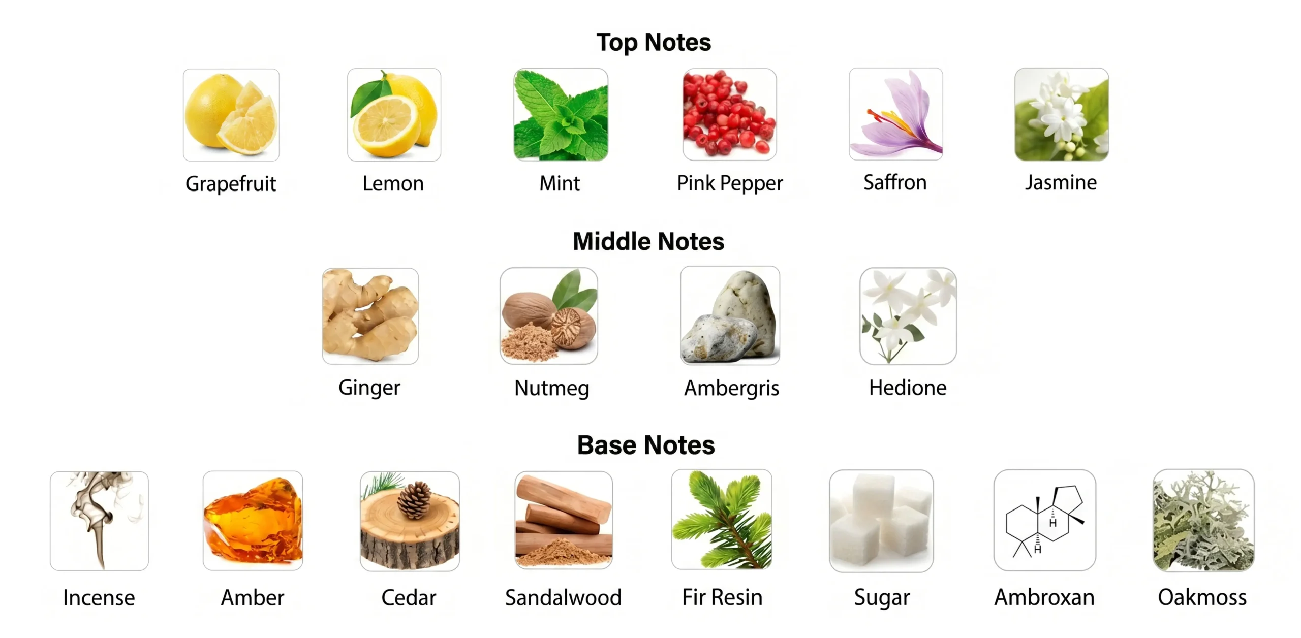 Fragrance Notes